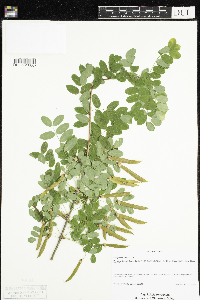 Caragana arborescens image