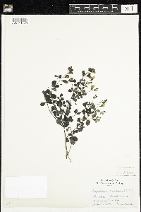 Baptisia tinctoria image