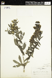 Media resource of Baptisia bracteata