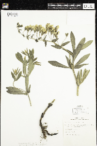 Baptisia leucophaea image