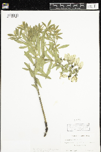 Baptisia leucophaea image