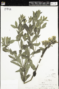 Baptisia leucophaea image