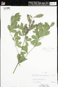 Baptisia australis image