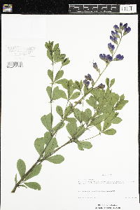 Baptisia australis image