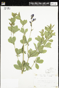 Baptisia australis image