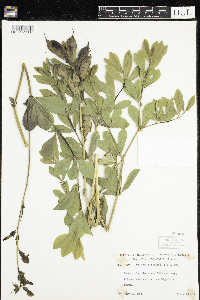 Baptisia australis image