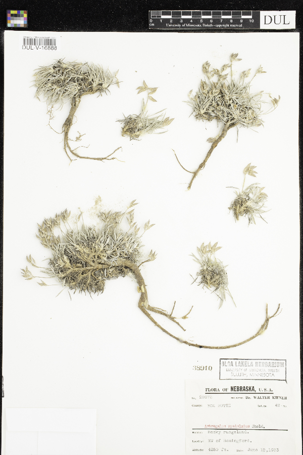 Astragalus spatulatus image