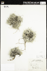 Astragalus spatulatus image