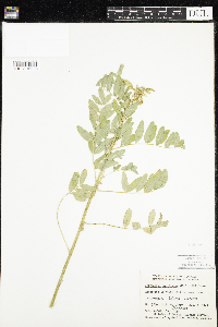 Astragalus americanus image