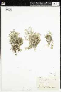 Astragalus kentrophyta image