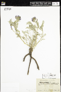 Astragalus crassicarpus image