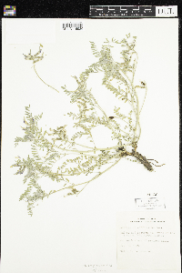 Astragalus crassicarpus image