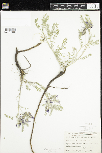 Astragalus crassicarpus image