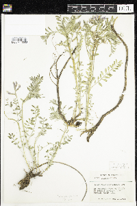 Astragalus crassicarpus image