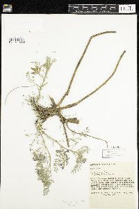 Astragalus crassicarpus image