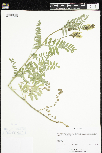 Astragalus cicer image