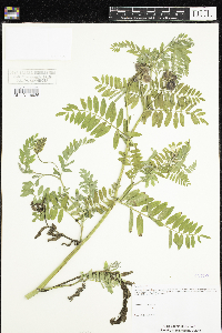 Astragalus cicer image