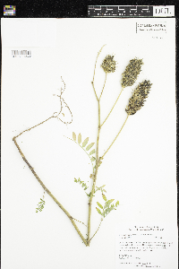 Astragalus canadensis image