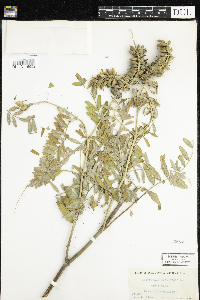 Astragalus canadensis image