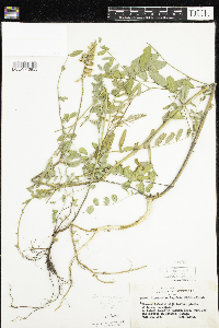 Astragalus canadensis image