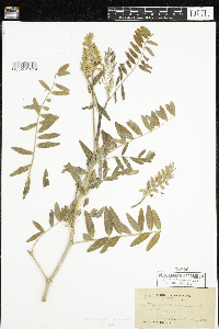 Astragalus canadensis image