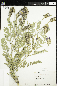Astragalus laxmannii image