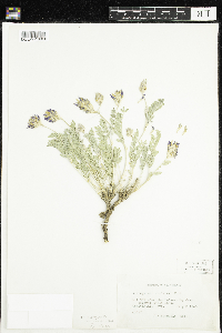 Astragalus laxmannii image