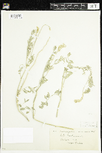 Astragalus laxmannii image