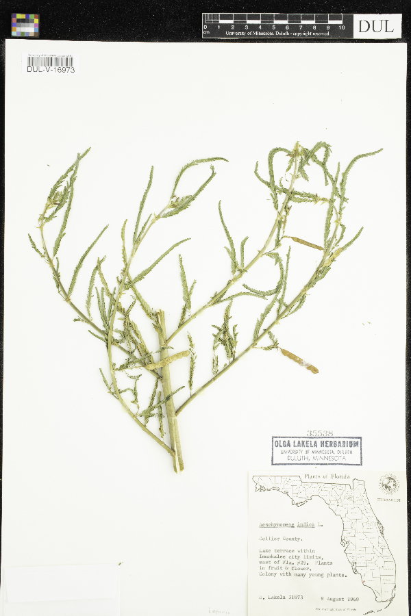 Aeschynomene indica image