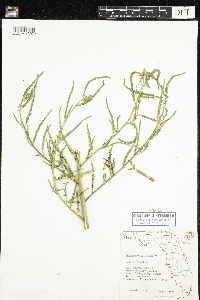 Media resource of Aeschynomene indica