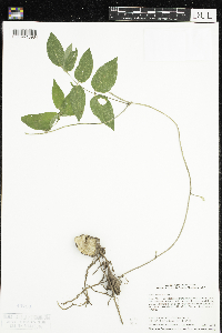 Apios americana image