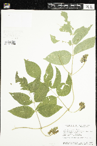 Apios americana image