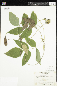 Apios americana image