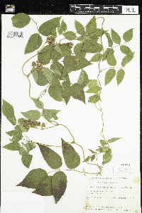 Apios americana image