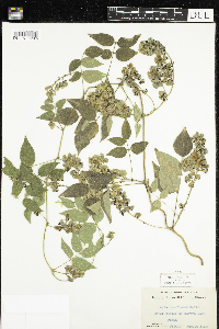 Apios americana image