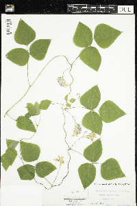 Amphicarpaea bracteata image