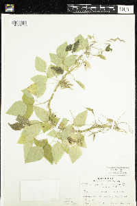 Amphicarpaea bracteata image