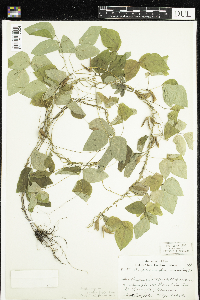Amphicarpaea bracteata image