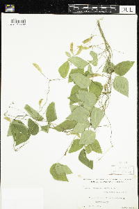 Amphicarpaea bracteata image