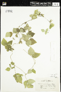 Amphicarpaea bracteata image