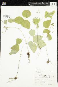 Amphicarpaea bracteata image