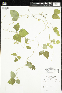 Amphicarpaea bracteata image