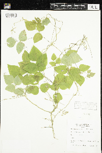 Amphicarpaea bracteata image