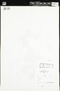 Amphicarpaea bracteata image