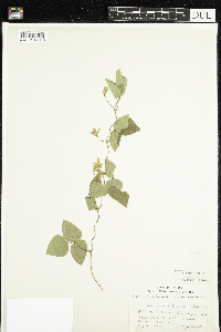 Amphicarpaea bracteata image