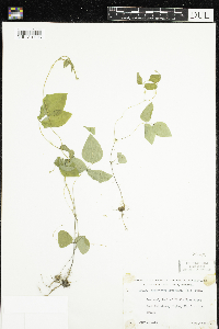 Amphicarpaea bracteata image