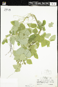 Amphicarpaea bracteata image