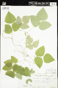 Amphicarpaea bracteata image