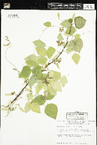 Amphicarpaea bracteata image