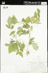 Amphicarpaea bracteata image